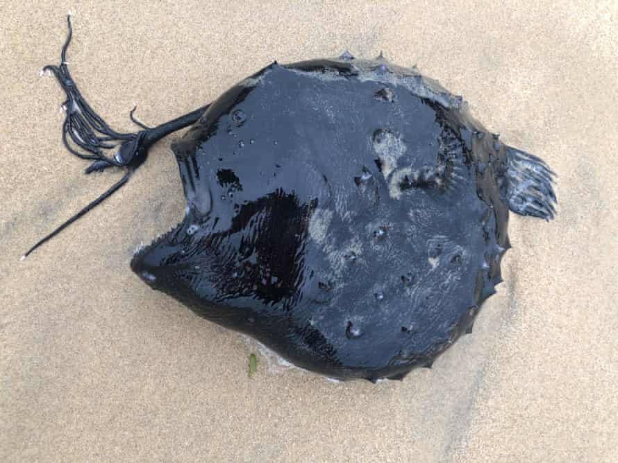 The Pacific footballfish found on Crystal Cove Beach.