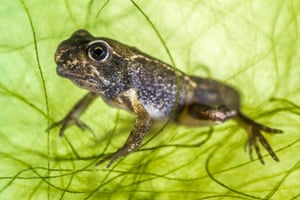 A common frog.