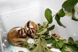 Illegally traded slow lorises rescued by police in Jakarta, Indonesia
