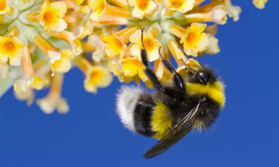 Garden bumblebee
