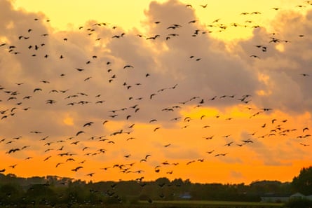 Birds flying in the sky during sunset at Martin Mere Nature Reserve in Lancashire.
