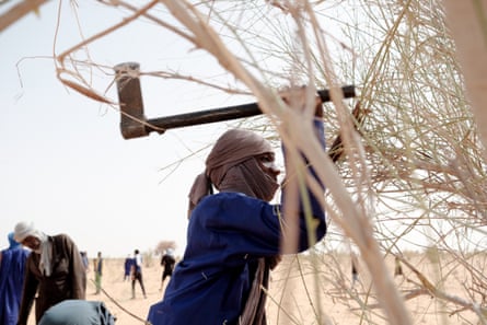 A man swings an axe cutting branchs from one of the many shrubs that litter the Sahelian landscape.