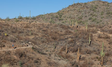 A runner passes saguaro that were burned in a wildland fire in early 2020 in Cave Creek, Arizona.
