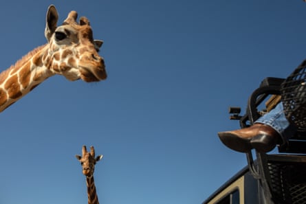 Giraffes greet visitors at the Ox Ranch.
