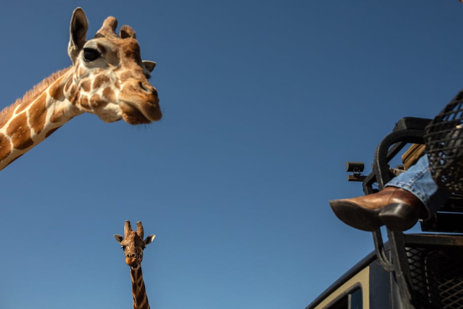 Fancy hunting a kangaroo? Or a zebra? In Texas, you can pay to play Giraffes greet visitors – they are off limits and can’t be hunted. Photograph: Tamir Kalifa/The Guardian