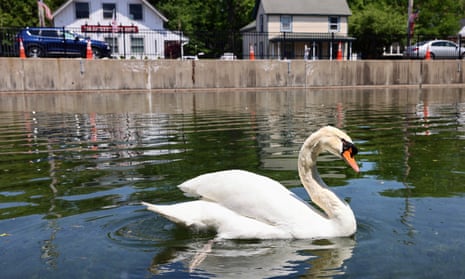 Manny swims in the pond alone without his mate, Faye, on Tuesday in Manlius, New York.