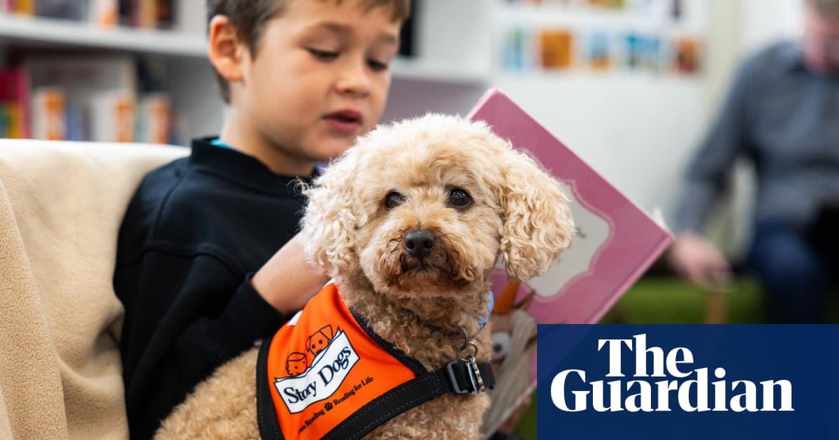 Dog-eared page-turners: how Tashi and 388 other canines are helping Australian children to read