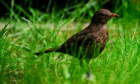 A female blackbird.