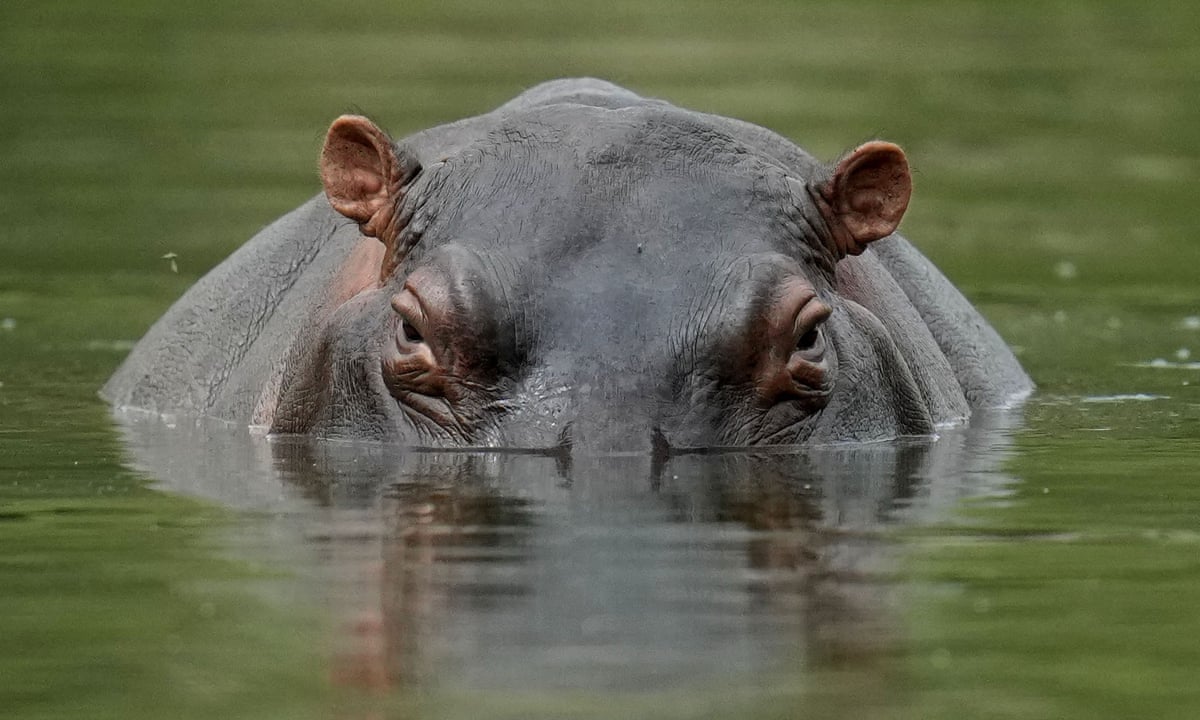 Colombia to cull Pablo Escobar's Hippos due to overpopulation