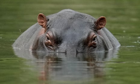 A hippo in the lagoon at Hacienda Napoles Park, once the private estate of drug kingpin Pablo Escobar.