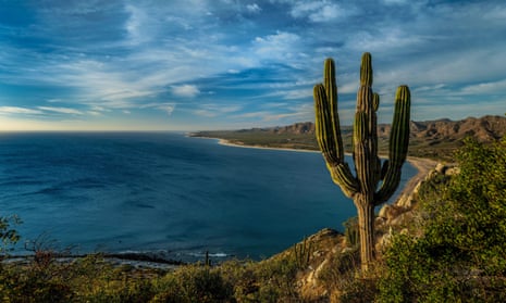 View of cactus on sea coastline,