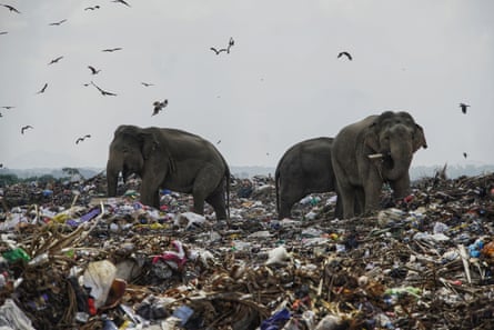 Elephants eating on a rubbish dump in Oluvil, Sri Lanka