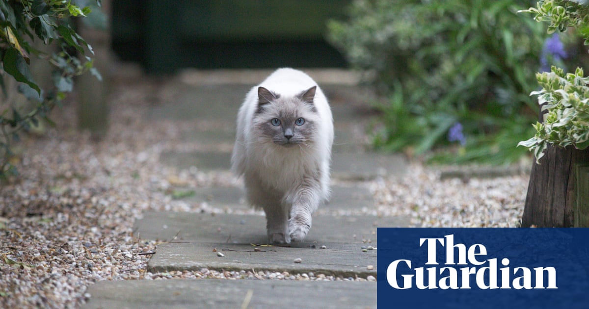 Cats track their owners’ movements, research finds