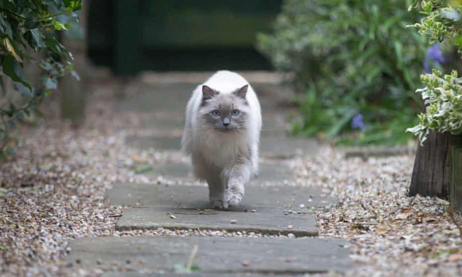Cat walking on a garden path.