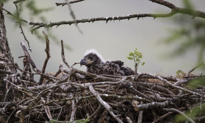 White-tailed eagles return to southern Britain after 240 years | Birds |  The Guardian