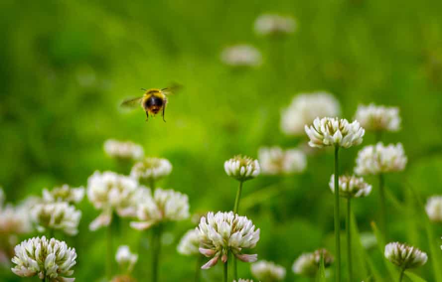 A bumblebee hovers over a patch of clover