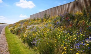 A ‘wildflower’ verge near East Midlands airport.