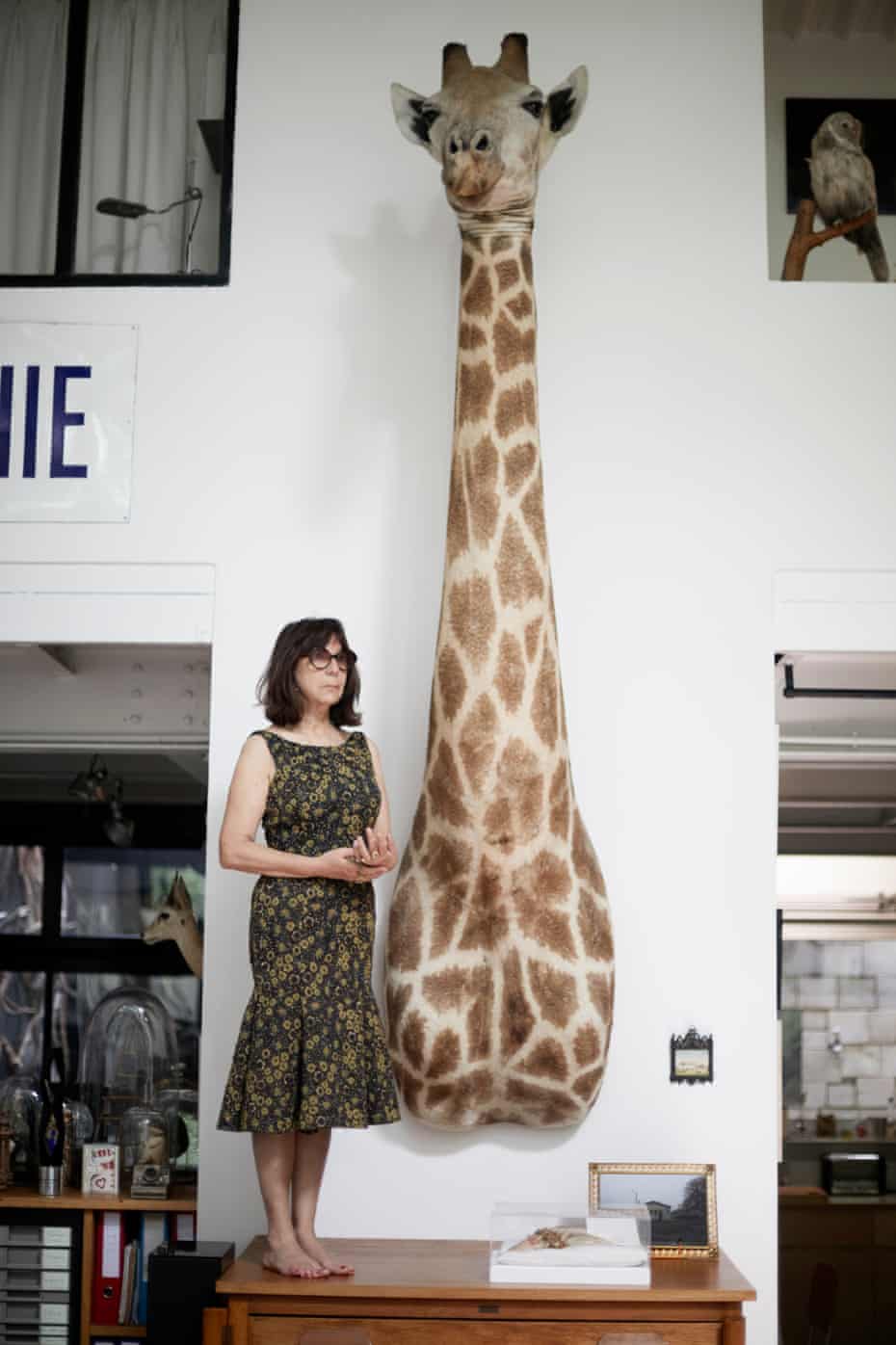 Sophie Calle standing barefoot on a desk in her home next to a stuffed giraffe's head on the wall