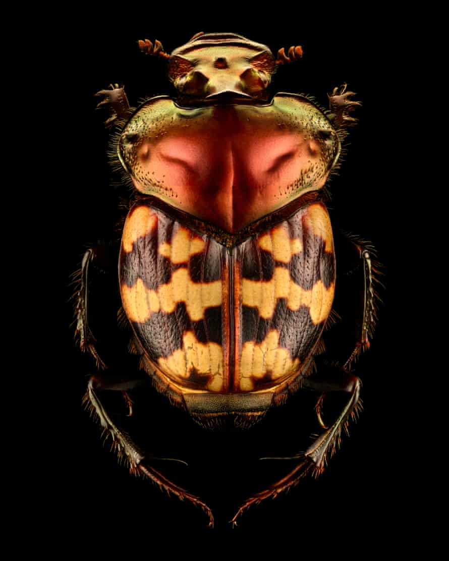 A Splendid-Necked Dung Beetle