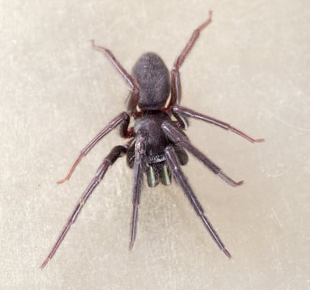 A tube web spider.