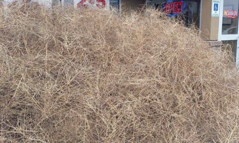 A Nasty Nightmare': Utah And California Have A Prickly Tumbleweed Problem