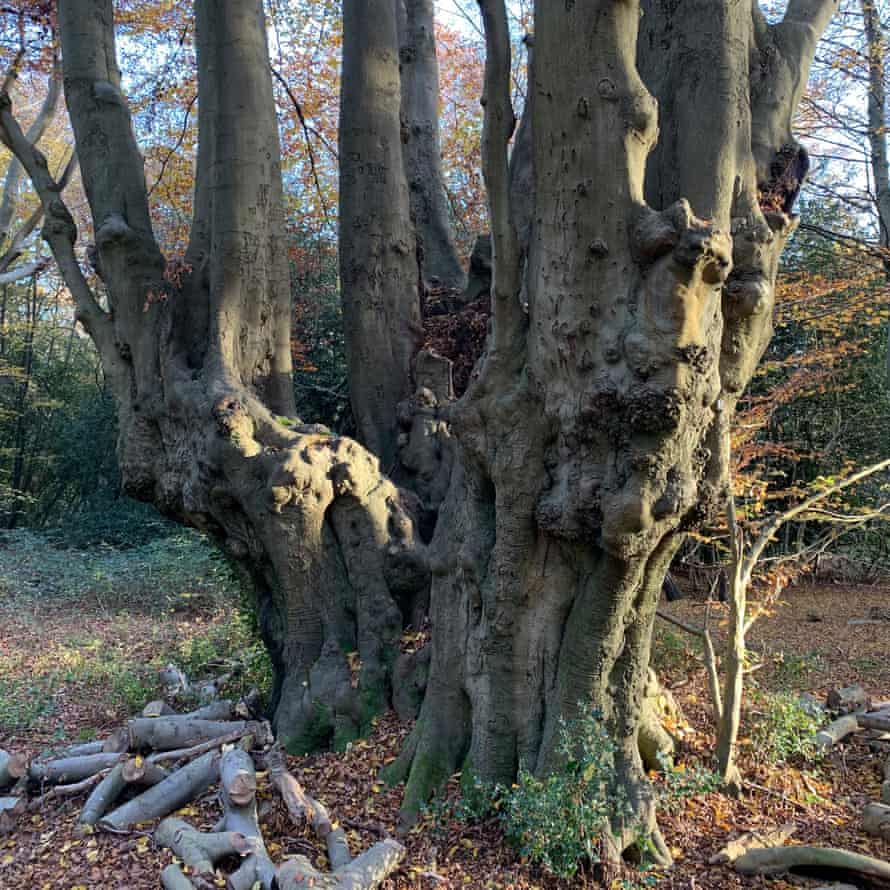 An 800-year-old beech pollard in the forest