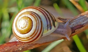 Brown-banded morphs of white-lipped snail offers some camouflage from predatory thrushes.