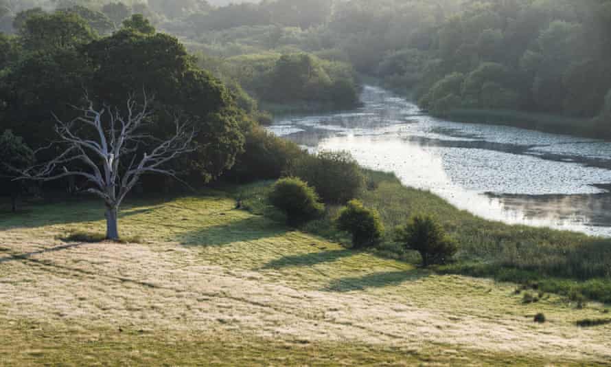 An old oak tree that has been left as a rich dead-wood habitat in Isabella Tree's rewilding project in West Sussex.