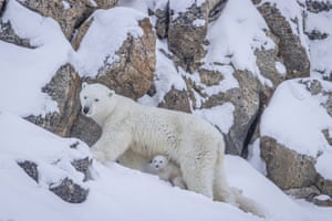Uma mãe e um filhote de urso polar rondam a neve ártica, Ilha Baffin, Canadá