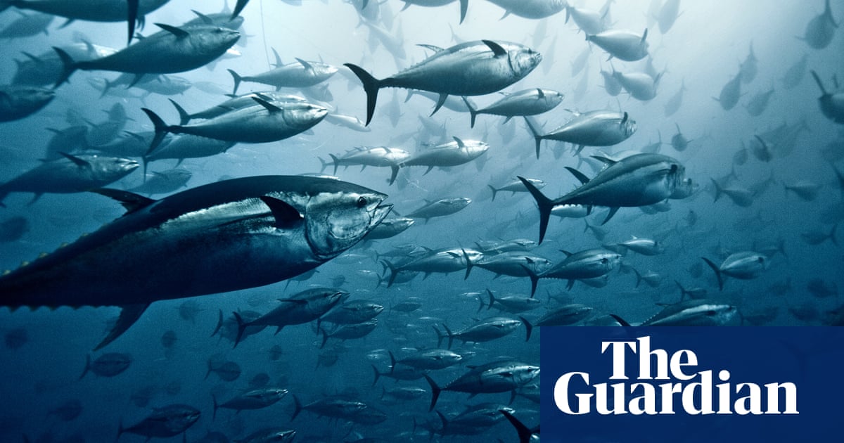 European fishing fleets accused of illegally netting tuna in Indian Ocean
