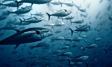 A school of yellowfin tuna