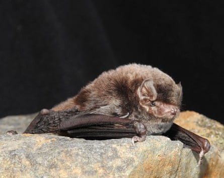 A southern bent-wing bat sitting on a rock