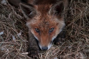 A fox rests in it’s enclosure at the hospital for foxes run by The Fox Project near Tonbridge, UK
