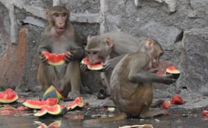 Macacos comem melancias durante a onda de calor em Nova Delhi, Índia