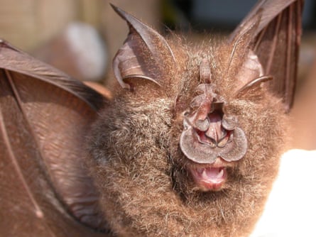 Closeup of a bat’s head.