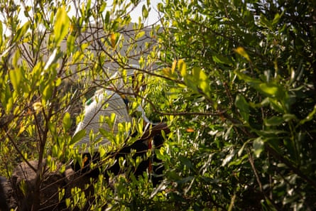 A woman, her head covered with a white scarf, can barely be seen through bushes.