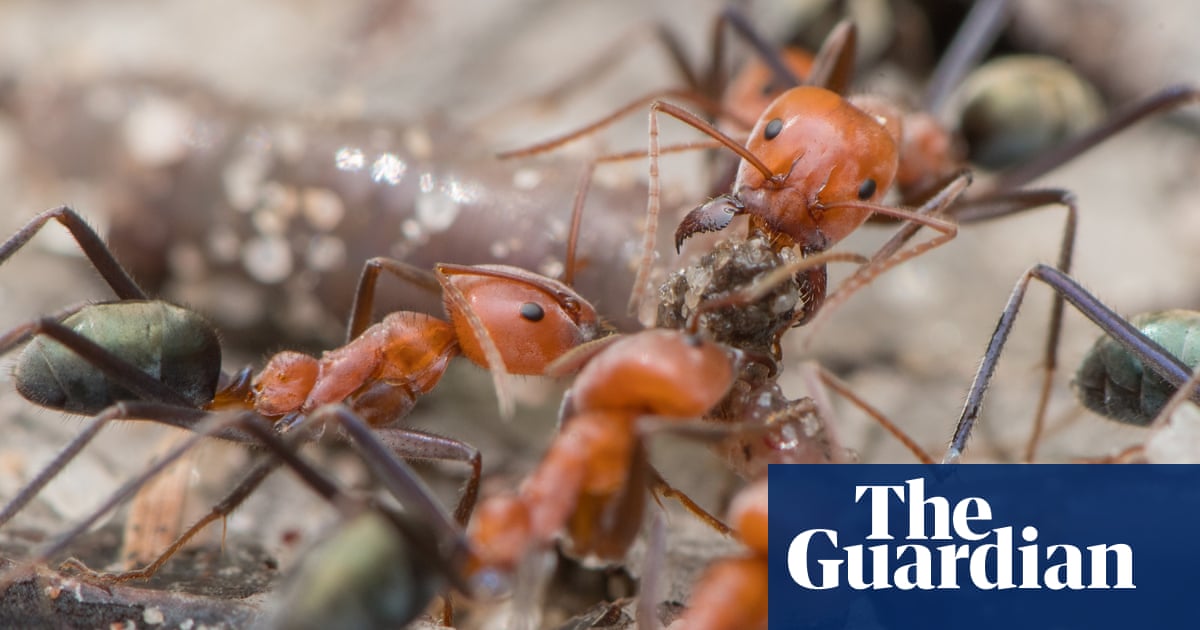 ‘Kingdom of the ant’: northern Australia boasts more than 5,000 species