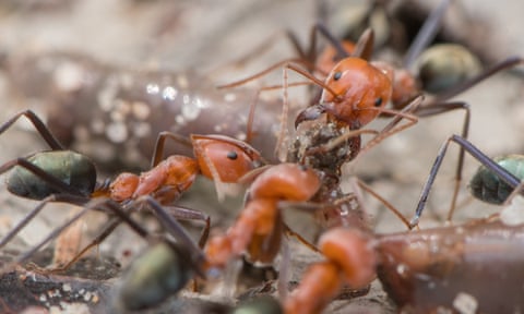 Iridomyrmex sanguineus species of ant
