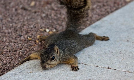 A brown squirrel stretches out flat on concrete.