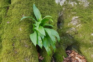 A clump of wild garlic growing between the buttresses of a beech tree