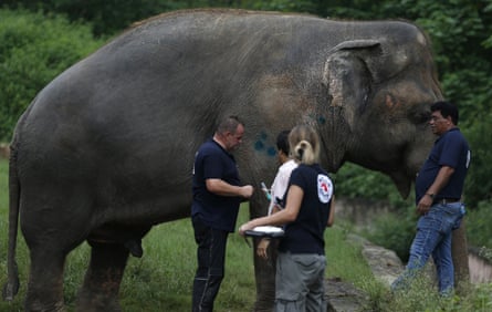 Kaavan getting the health check that enables him to leave Marghazar zoo.