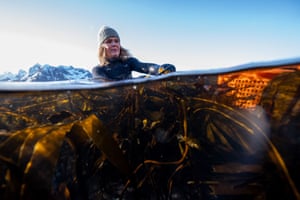 Eriksen gathers winged kelp seaweed in Vareid
