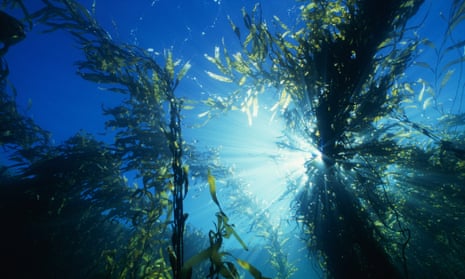 Giant kelp forests