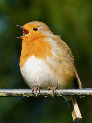 A Eurasian robin singing in Dunsden, UK. Robins sing primarily to defend their territory, acting as a “war cry” or “invisible fence” to warn other male robins to stay away, and to attract a mate, signalling to females that the territory is taken and suitable for breeding. They sing year-round, though the song is richer in the spring, and they are one of the first birds to start singing at dawn and often the last to stop at night