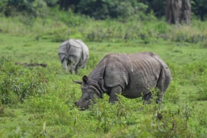 A one-horned rhinoceros grazes at Kaziranga National Park in India. Assam is home to the world’s largest concentration of rhinos