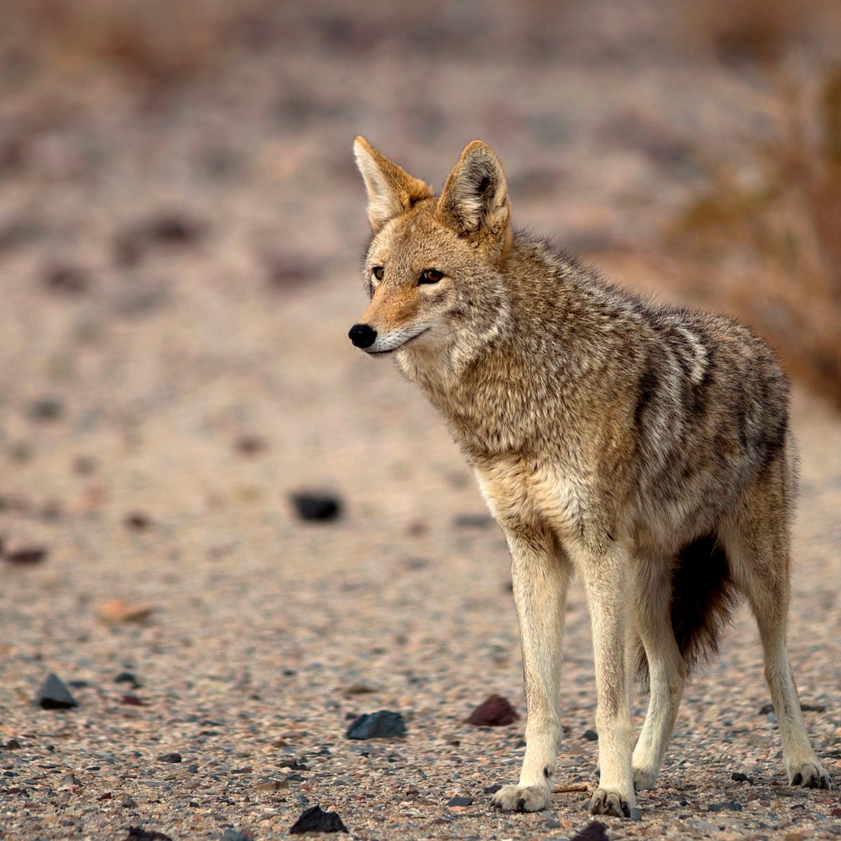 Iowa man tries to regain custody of lost emotional support coyote