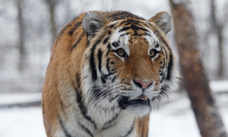 Climate change threatens wild tigers' habitat