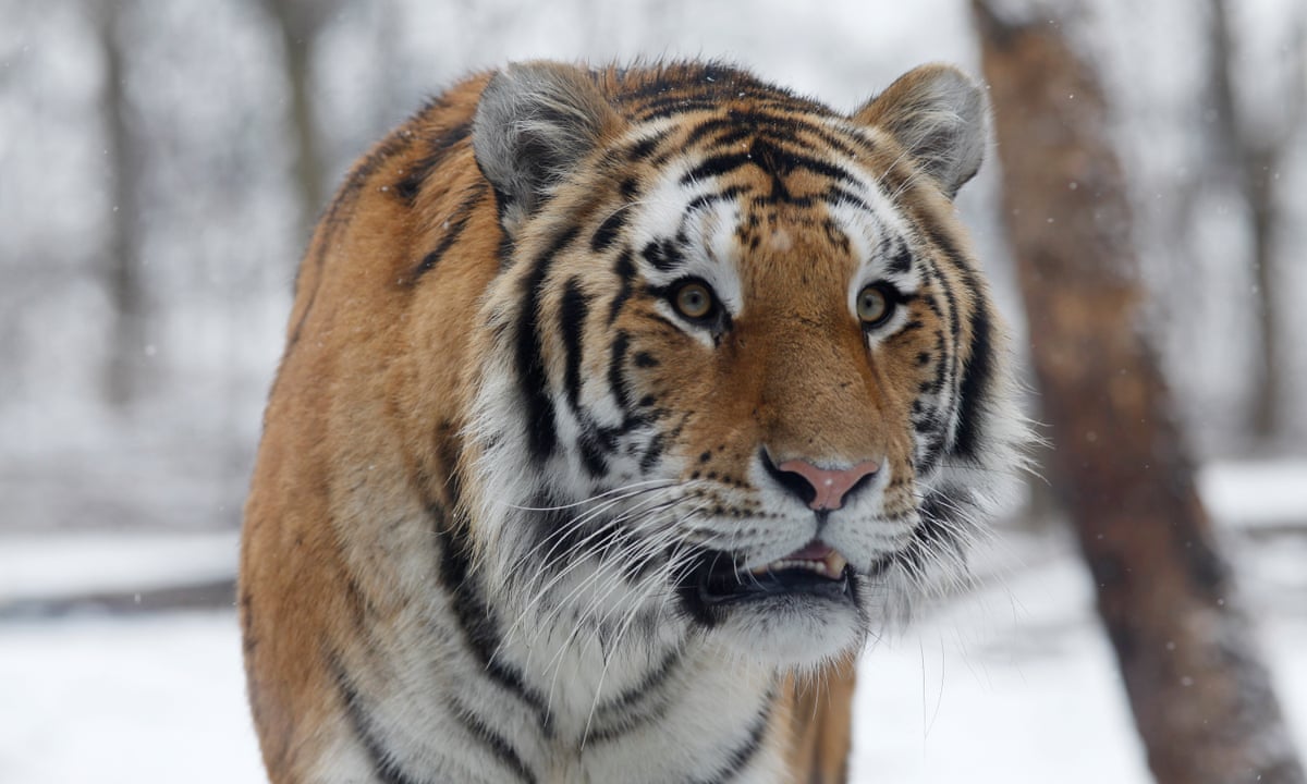 Anti-Poaching Drive Brings Siberia's Tigers Back From Brink | Conservation  | The Guardian