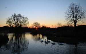 Swans at sunrise at the Wildfowl and Wetlands Trust centre in Arundel, southern England