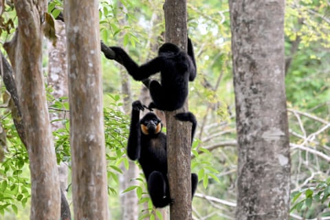 Gibões brincando no Parque Nacional Cat Tien, no sul do Vietnã.